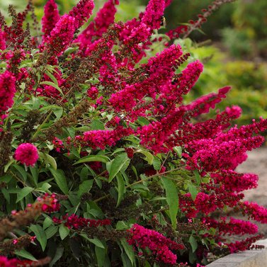 Butterfly Bush - Buddleia Davidii- Summer Lilac-Magnificent Colors