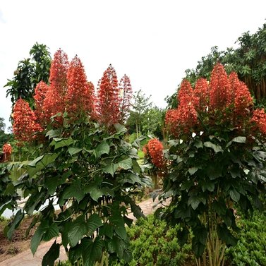 Clerodendrum Splendens - Evergreen Climber