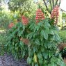 Clerodendrum Splendens - Evergreen Climber