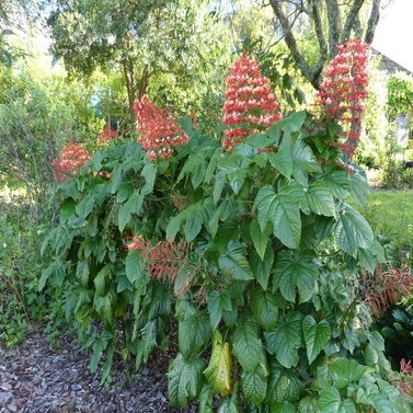 Clerodendrum Splendens - Evergreen Climber