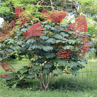 Clerodendrum Splendens - Evergreen Climber