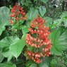 Clerodendrum Splendens - Evergreen Climber