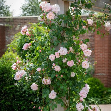 English Climbing Rose – Banksia -Ausdrawn -Heirloom Rose