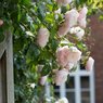 English Climbing Rose – Banksia -Ausdrawn -Heirloom Rose