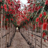 Bottle Brush - Weeping Bottle Brush - Callistemon Viminalis