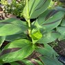 Canna Cleopatra - Canna Indica -Canna Lily