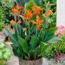 Canna Cleopatra - Canna Indica -Canna Lily