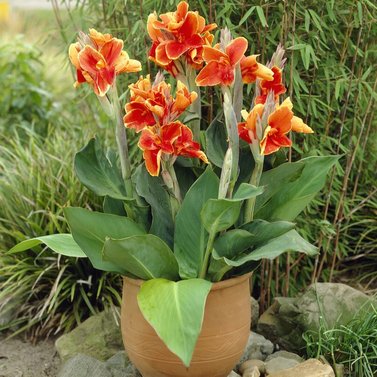 Canna Cleopatra - Canna Indica -Canna Lily