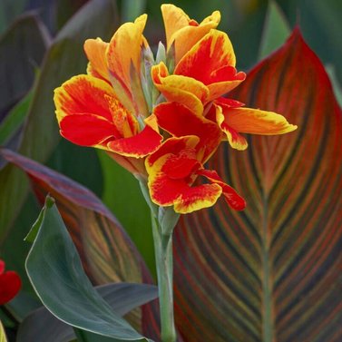 Canna Cleopatra - Canna Indica -Canna Lily