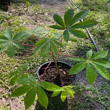 Cassava-Manihot Esculenta Plant