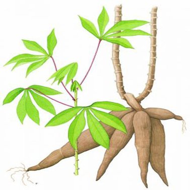 Cassava-Manihot Esculenta Plant