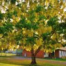 Cassia Fistula-Amaltas-Golden Shower Tree - Bahava