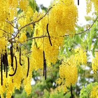 Cassia Fistula-Amaltas-Golden Shower Tree - Bahava