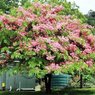 Cassia Nodosa-Cassia Javanica