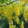 Cassia Nodosa-Cassia Javanica