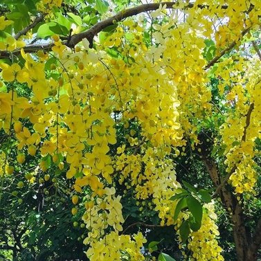 Cassia Nodosa-Cassia Javanica