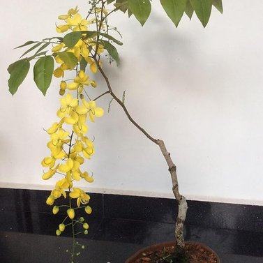 Cassia Nodosa-Cassia Javanica