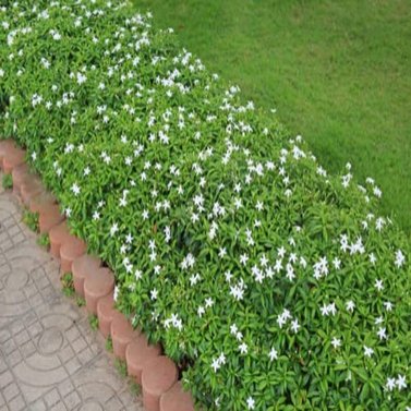 Chandni - Tabernaemontana divaricata - Pinwheel Flower