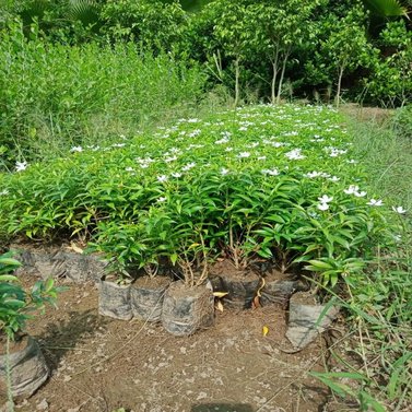 Chandni - Tabernaemontana divaricata - Pinwheel Flower