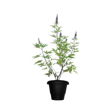 Chaste Tree-Vitex Agnus-Castus - Medicinal Tree