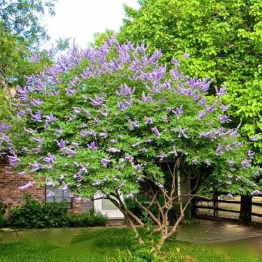 Chaste Tree-Vitex Agnus-Castus - Medicinal Tree