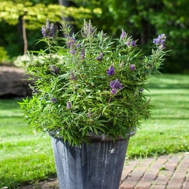 Chaste Tree-Vitex Agnus-Castus - Medicinal Tree