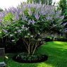 Chaste Tree-Vitex Agnus-Castus - Medicinal Tree