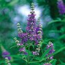 Chaste Tree-Vitex Agnus-Castus - Medicinal Tree