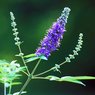 Chaste Tree-Vitex Agnus-Castus - Medicinal Tree