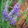 Chaste Tree-Vitex Agnus-Castus - Medicinal Tree