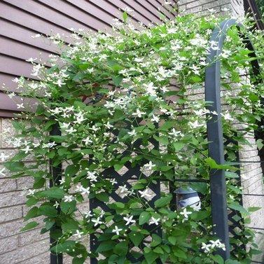 Clematis Vine-Clematis Terniflora- Exotic Fragrant Vine