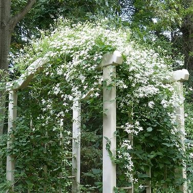 Clematis Vine-Clematis Terniflora- Exotic Fragrant Vine