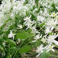 Clematis Vine-Clematis Terniflora- Exotic Fragrant Vine