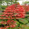 Clerodendrum Splendens - Evergreen Climber