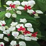 Bleeding Heart White Vine - Clerodendrum Thomsoniae