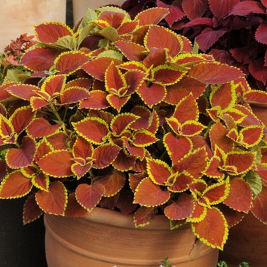 Coleus-Plectranthus Scutellarioides-Trusty Rusty Coleus