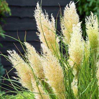 Pampas Grass - Cortaderia Selloana