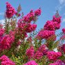 Lagerstroemia – Crepe Myrtle