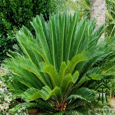 Cycas Revoluta - Sago Palm - Kangi Palm