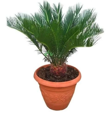 Cycas Revoluta - Sago Palm - Kangi Palm