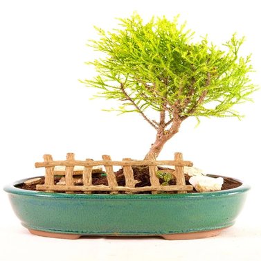 Lemon Cypress Bonsai Tree - Cupressus Macrocarpa - Monterey Cypress