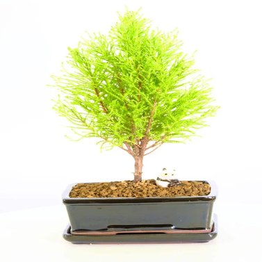 Lemon Cypress Bonsai Tree - Cupressus Macrocarpa - Monterey Cypress