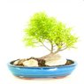 Lemon Cypress Bonsai Tree - Cupressus Macrocarpa - Monterey Cypress