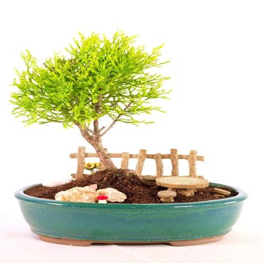 Lemon Cypress Bonsai Tree - Cupressus Macrocarpa - Monterey Cypress