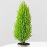 Golden Cypress Christmas Tree