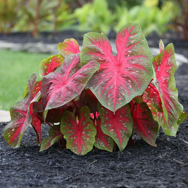 Caladium L-Whorton Image