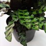 Rattle Snake Calathea