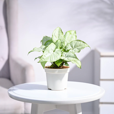 Syngonium White Image