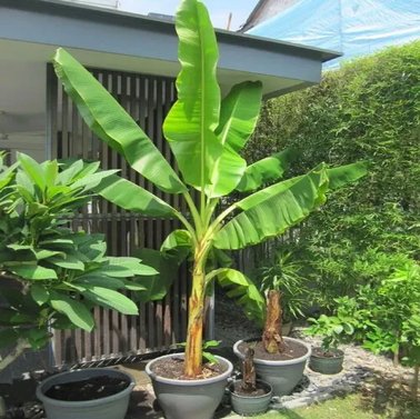 Banana Tree