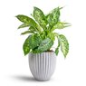 Dieffenbachia - Dumb Cane - Leopard Lily